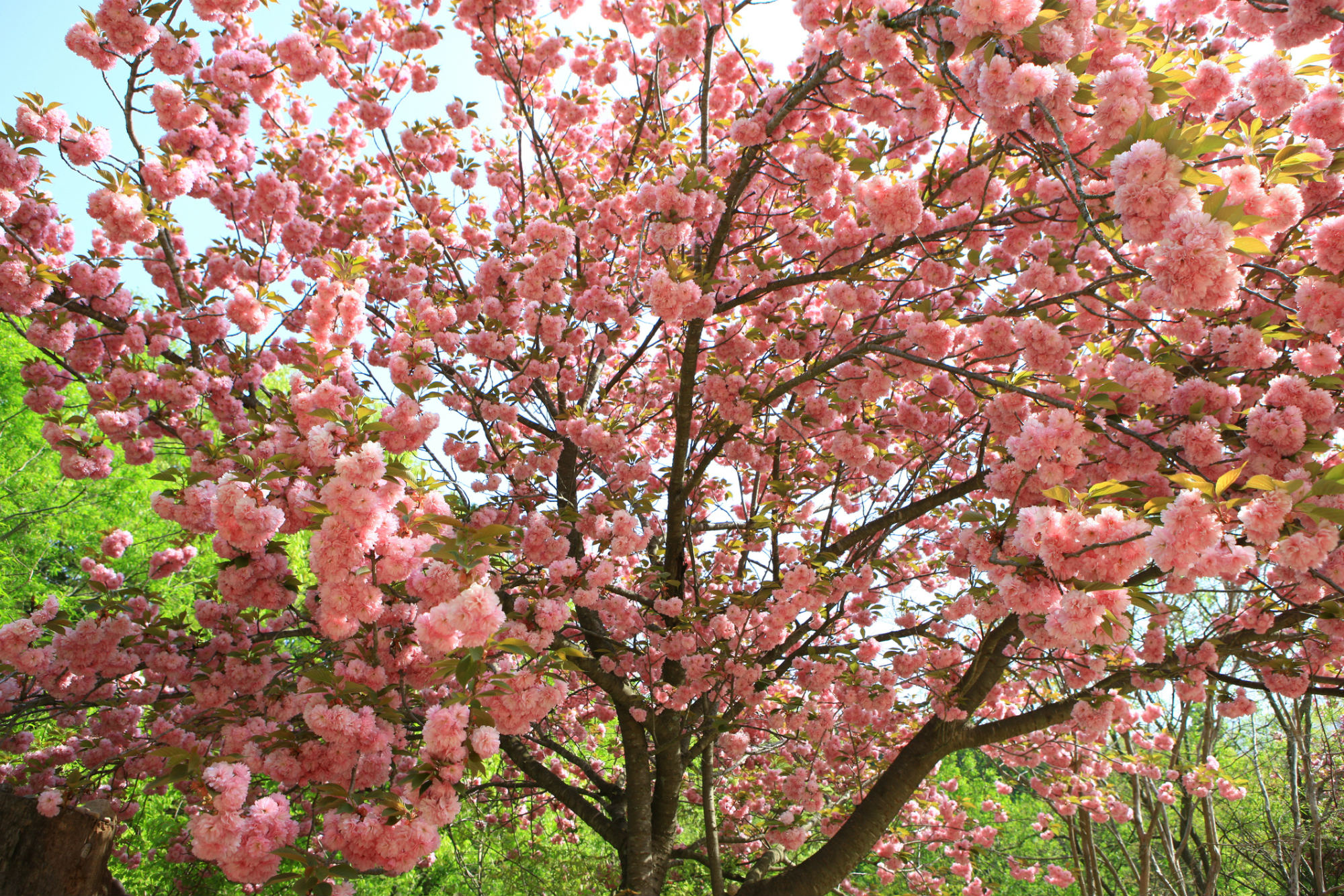 цветение вишни в корее